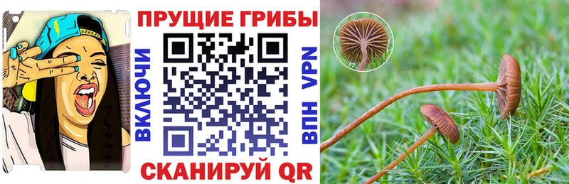 Псилоцибиновые грибы Psilocybine cubensis  Духовщина 